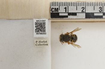 Media type: image;   Entomology 788262 Aspect: Labels